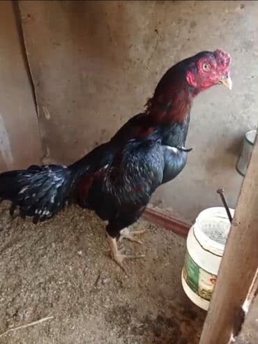 Коровы, быки: Məhsul: Xoruz (güclü, iri cins) Təsvir: Xoruz doyusken xoruzdu — 1