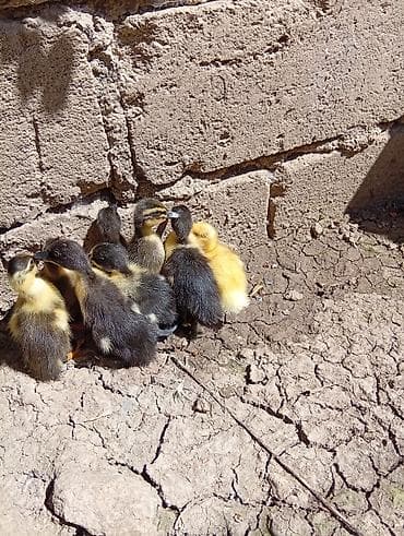 pisik adlari azerbaycan: Kayuqa pinqivin kuban pekin — 4