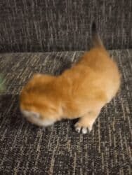 сколько стоит британский кот: Britan, Dişi, Yaxşı əllərə, Ünvandan götürmə — 4