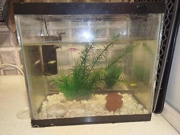 Akvarium daşları içinin otu balıq filter matoru.hamisi birlikdə bu