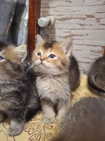 simental inekler satilir: Britan — 4