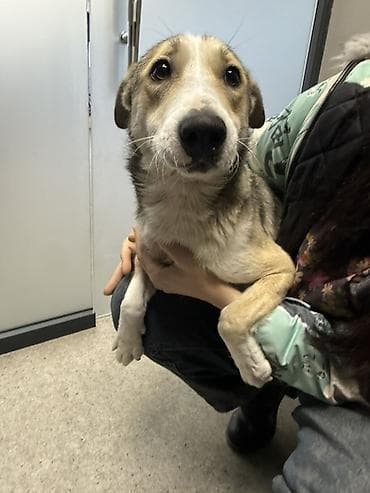 sort itler: Məhsul: Gözəl xasiyyətli it (orta ölçülü) Təsvir: Salam.yalniz yaxşi — 2