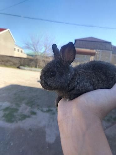 velikan dovsan: 2 eded kalifornia 1 eded sade hamisi bir yerda almaq isdesez 40 manat — 1