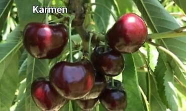 Баки: Садовые зонты — 1