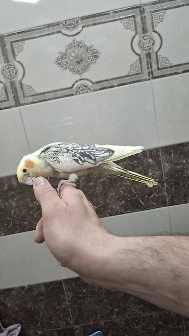 Karela (cockatiel) quşları satılır. 1 cüt (erkək və dişi, 1 yaş) + 2