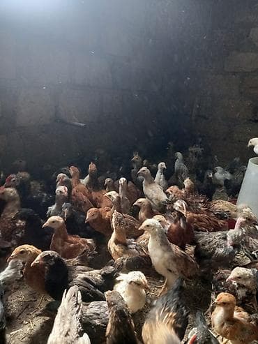 heyvan hekimi: Toyuq cücələri, Ətlik, Ödənişli çatdırılma — 3