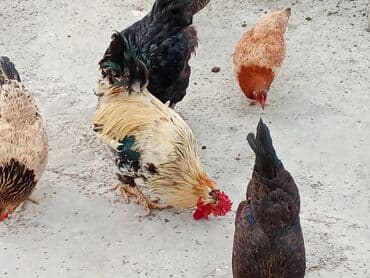 anqut quşu: Fəreler14 azn, 2 əded ana ündüşqa 1ədədi 40azn, Astilop xoruz 40m — 1