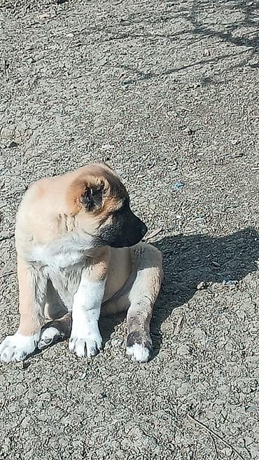 ördək neçə günə bala çıxarır: Kanqal — 8