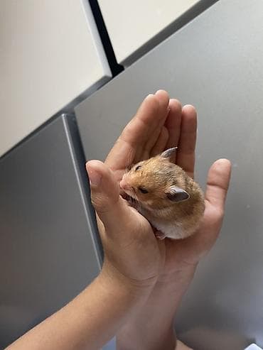 ev qus: Hamster – balaca, mehriban ev heyvanı PULSUZ VERİLİR 4ədəd baladır — 3