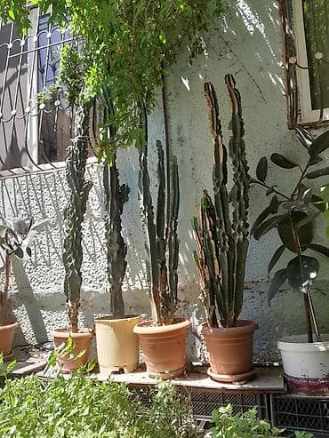 dibcək gul: Uzun boylu kaktus kolleksiyası – dibçəkdə, açıq havaya və günəşli — 1