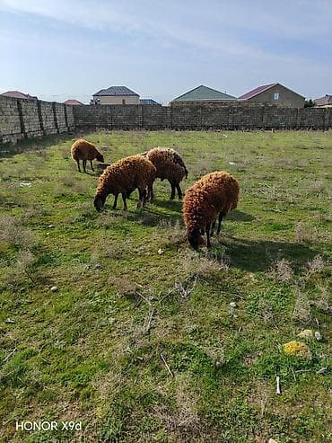 hind qusu satisi: Salam temiz cins heyvanlardi qala sortudu şişəkdi qocunda 2 yaşı olcey — 2