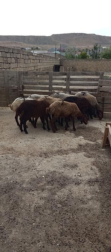 cucelerin satisi: Qoyun sürüsü – qarışıq rənglərdə, yerli ətlik-yunlu tip - Növ: yerli — 8