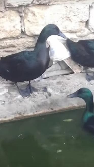 Ördək: Kayuqa ordek cuceleri temiz qan kayuqa birde pinqivinn ordek balasi — 2