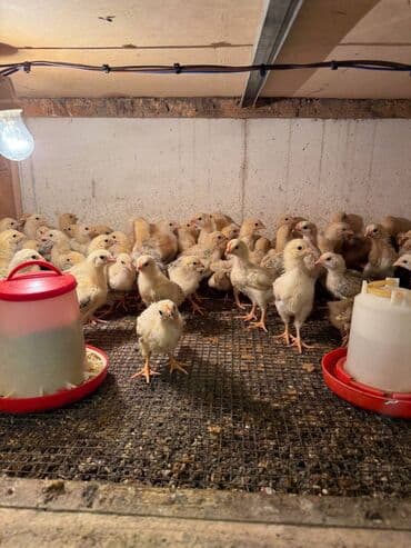 Akvariumlar: 20 Günlük Serebirst Cuculerdi Ətlik Və Yumurtalıq Buyurun Sifarişinizi — 2