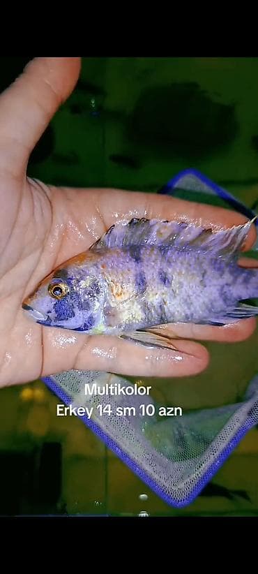 Multikolor (Malaviya). Erkey. 14. sm. Qiymet. 10 Azn (SON QiYMET