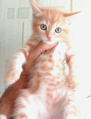 pişik əşyaları: Tabbi, Dişi — 1