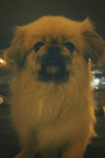 it ucun evler: Pekines — 2
