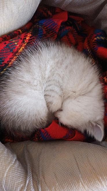 muhabbet kusu: Şotland, Dişi, Yaxşı əllərə — 3