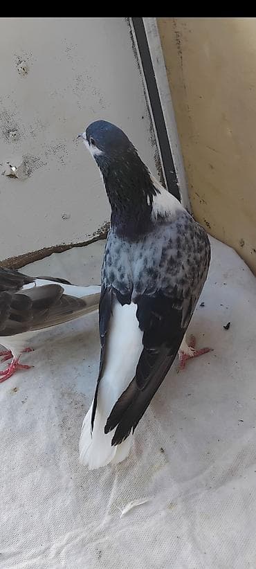 yalnız suda yaşayan heyvanlar: 12 eded delfin 5 eded dekarativ qus topasin goturen olarsa 160 manat — 4