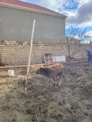 sudluk inekler satisi: Super aglam saxlamali danalardi — 4