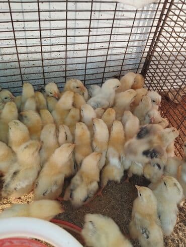 salam ala keci balasi: Toyuq, Damazlıq, Ünvandan götürmə, Ödənişli çatdırılma, Rayonlara çatdırılma — 4