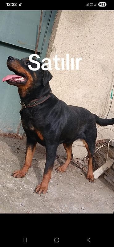 haski itleri: Rotveyler — 1