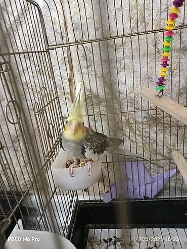 gence quşlar: 1 eded erkek karella.saglam quwdur isteyen olsa elaqe — 4