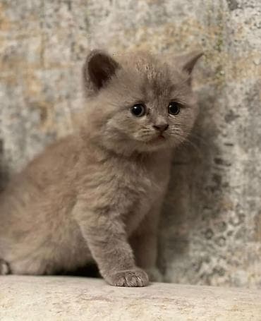 pisik hekimi: Tabbi, Dişi, Erkək, Yaxşı əllərə, Ödənişli çatdırılma, Ünvandan götürmə — 2