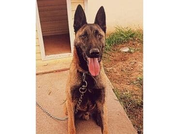 belçika çoban iti: Belçika çoban iti, 1 il, Dişi, Peyvəndli — 3