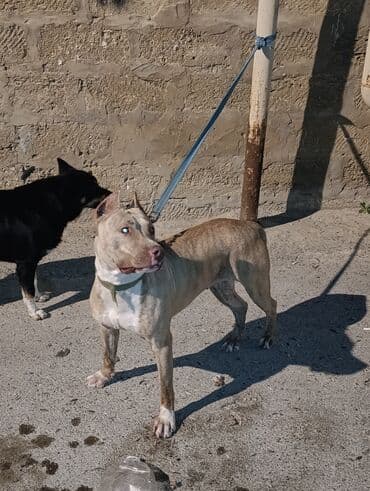 Akvariumlar: Pitbul, Dişi, Peyvəndli — 1