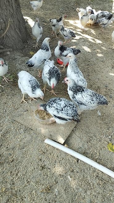Toyuq cücələri, Ətlik