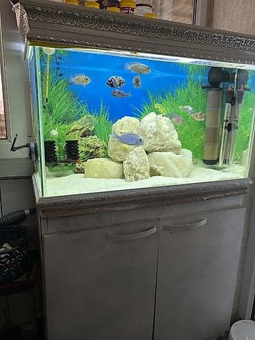 it yemi satisi: Akvarium-şkaf, Balıqlarla birlikdə, 120 l, Ünvandan götürmə, Ödənişli çatdırılma — 1