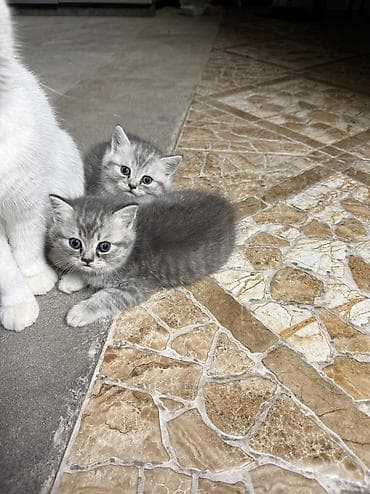 ucuz pişik: Britan yastı qulaq, Yaxşı əllərə, Ünvandan götürmə, Ödənişli çatdırılma — 2