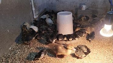 cüce yemi: Ördək cücələri, Ətlik — 2