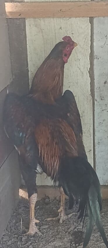 qoyun quzu nece yazilir: Cinsi : Gergedan Heyratı Xoruzu Satlr 60₼ Güclü Əyaqı Var Almaq — 1