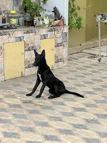heyvan sahiblendirme: 5 ay, Peyvəndli, Pulsuz çatdırılma — 2