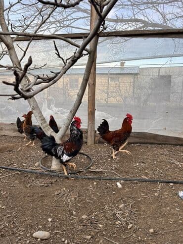 Сельхоз птицы: Курица, Для разведения, Самовывоз, Платная доставка — 3