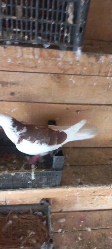 haski satilir: Satılır: Fantail tipli dekorativ göyərçin Xüsusiyyətlər: - Rəng — 19