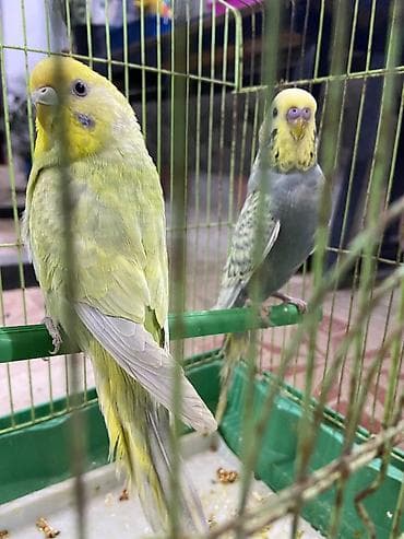 Tutuquşları: Tutuquşu Rainbow Çex növüylə qarışıq.Erkək-dişi. Barter olar(baxır — 3