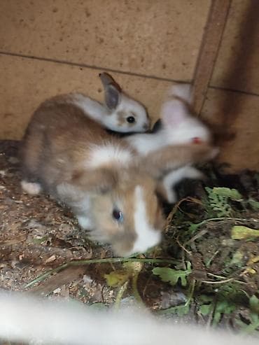 it balalari satilir: Karlik katolik qalmadı Dovşanlar satılır artirmağa əla fürsətdi — 7