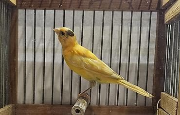 gərəf quşu: Bulbul. kanareyka 7-8 ayliq erke. oxuyur. sekil oz seklidir. elave — 1