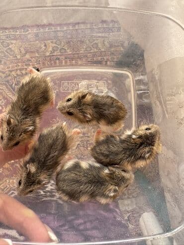 Boşqablar: Ev heyvanı: Cırtdan hamster (dwarf hamster) Təsvir: - Şirin, kiçik — 5