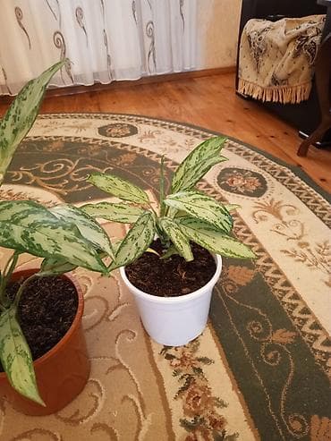 devedabani bitkisi: Aglaonema (Çin həmişəyaşılı) otaq bitkiləri - Növ: Aglaonema — 3