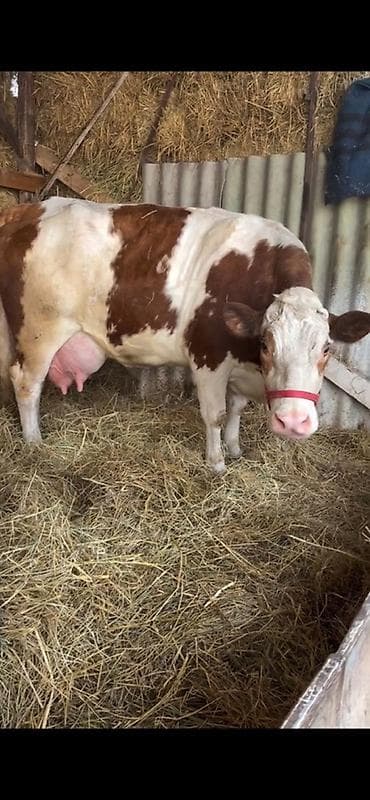simmental inekler: Satılır təmiz qan simentaldı 32 lt sud verir — 1