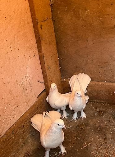 Göyərçinlər: Tecili satilir yer olmadigi ucun hamisi damazliq quwlardi goz — 6