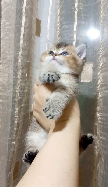 Britan, Erkək, Yaxşı əllərə, Ünvandan götürmə