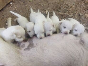 sort itler: С прививками — 6