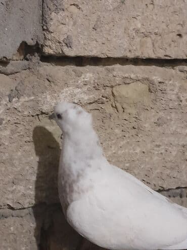 Heyvanlar üçün mallar: Miz kekil iran quşları satılır 1 cüt erkey dishi1 dene qızhın erkey 1 — 5