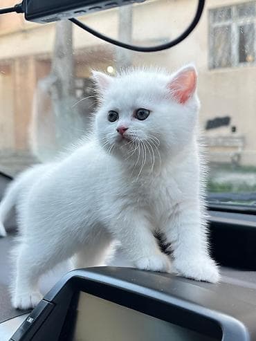 siyamski pişik: Tam ağ tüklü pişik balaları - Cinsi: Shotland & Şinşilla ev — 1