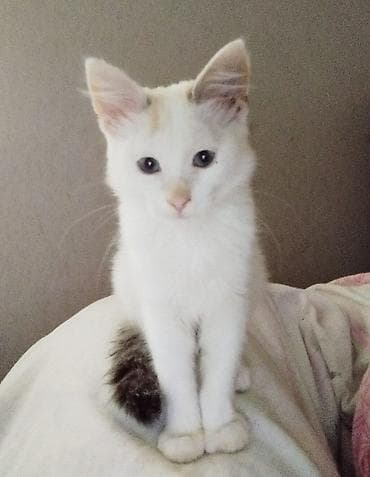 кот: Самец, Самка, В добрые руки — 2